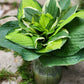 Green Bouquets