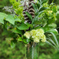 Green Bouquets